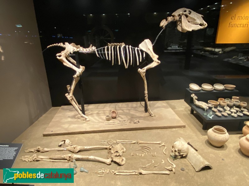 Museu de Badalona - Esquelets d'una dona i un cavall