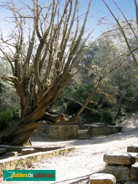 La Llacuna - Font Cuitora, l'àlber