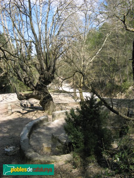 La Llacuna - Font Cuitora, l'àlber