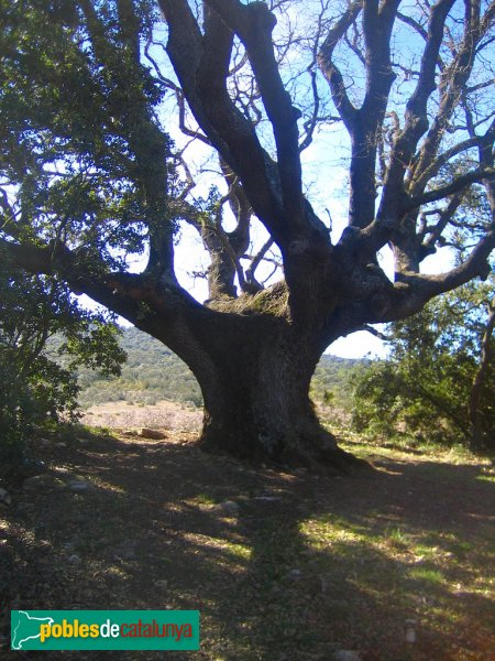 La Llacuna - Roure d'Ancosa