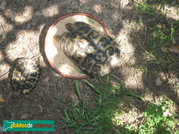 Garriguella - Centre de Reproducció de Tortugues (Foto: Valentí Pons, 2010) Garriguella - Centre de Reproducció de Tortugues