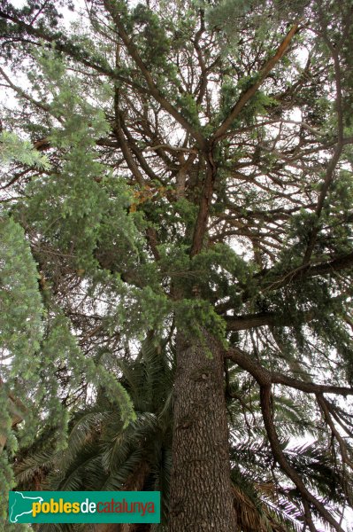 Arbúcies - Jardins del Roquer, arbre monumental