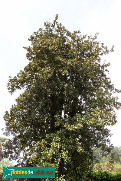 Arbúcies - Jardins del Roquer, arbre monumental