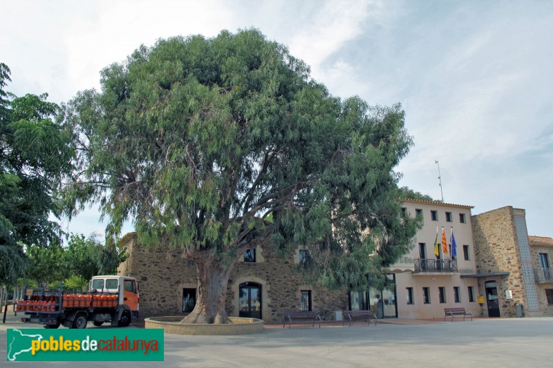 Vall-llobrega - Raval de Baix. L'eucaliptus centenari (Foto: Albert Esteves, 2018) Vall-llobrega - Raval de Baix. L'eucaliptus centenari