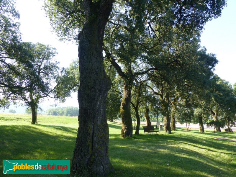 Bosc de les Alzines Sureres