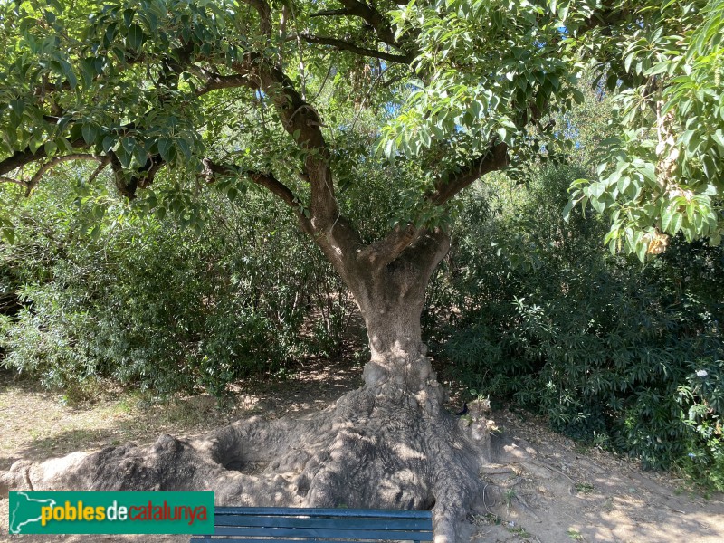 Barcelona - Jardins del Turó del Putxet