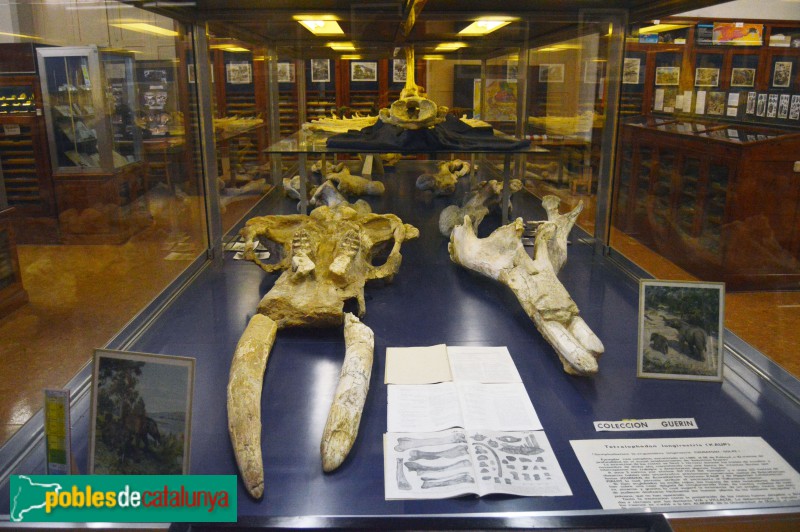 Museu Geològic del Seminari de Barcelona