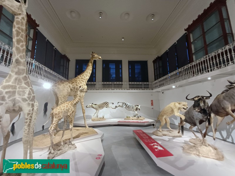 Barcelona - Parc de la Ciutadella. Museu de Geologia