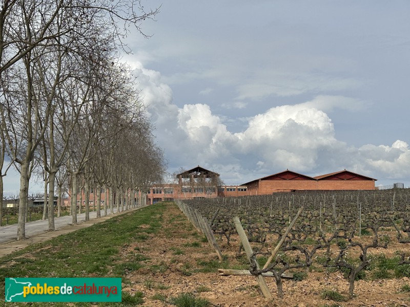 Sant Cugat Sesgarrigues - Caves René Barbier (Foto: Albert Esteves, 2025) Sant Cugat Sesgarrigues - Caves René Barbier