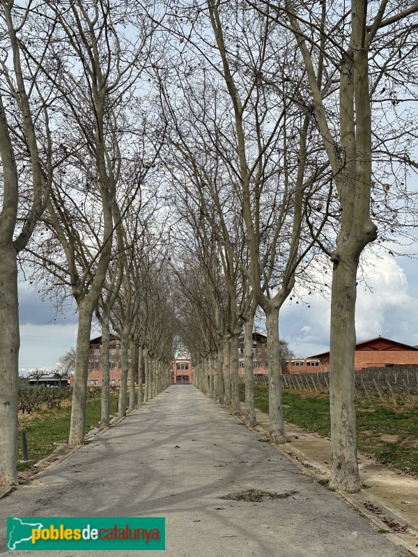 Sant Cugat Sesgarrigues - Caves René Barbier (Foto: Albert Esteves, 2025) Sant Cugat Sesgarrigues - Caves René Barbier