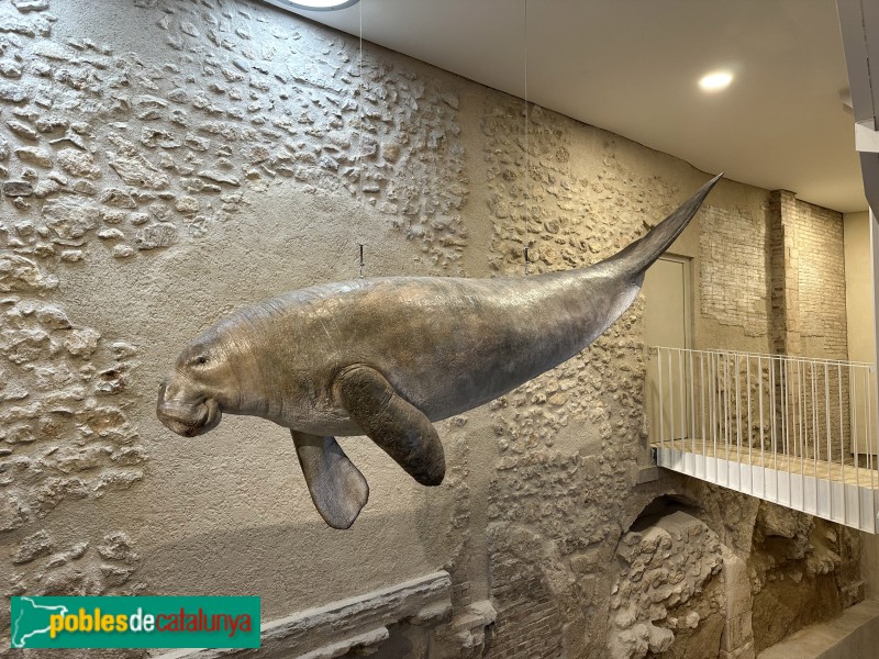 Vilafranca del Penedès - Vinseum. Reproducció del sireni, fòssil descobert a Olèrdola l'any 1869 (Foto: Albert Esteves, 2024) Vilafranca del Penedès - Vinseum. Reproducció del sireni, fòssil descobert a Olèrdola l'any 1869